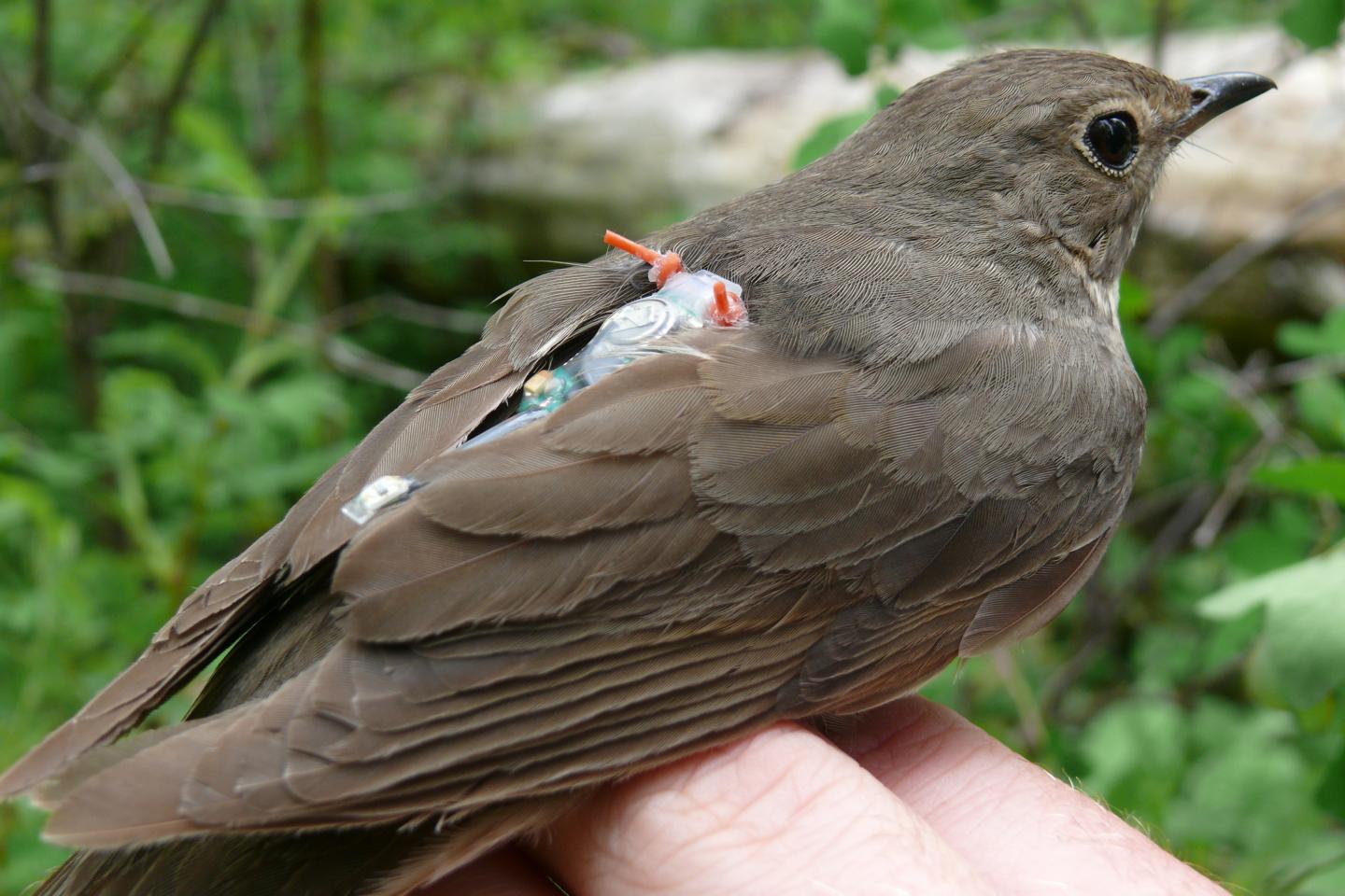 Thrush with Geolocator