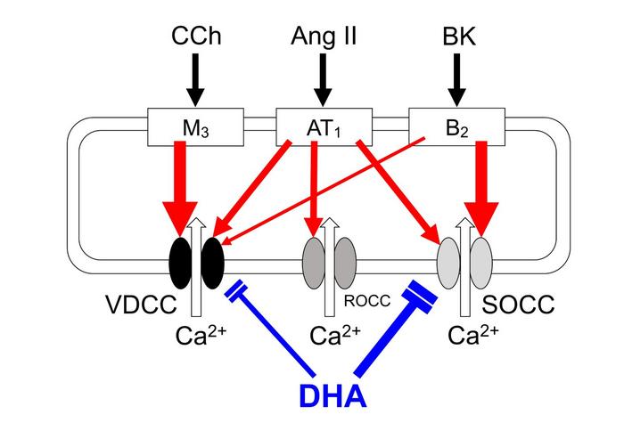 DHA inhibits the Orai1 channel