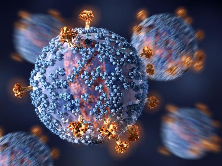 Most Individuals Harbor B Cells Sensitive to HIV-fighting Immunogen (1 of 2)