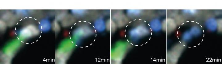 Intravital Imaging of a CAR T Cell in Action