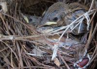<i>Philornis downsi</i> Pupa in House Wren Nests