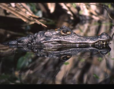 Caiman Croc