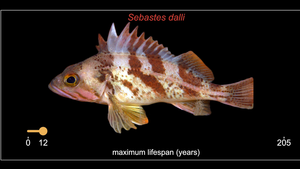 Montage of rockfish, shortest to longest lived