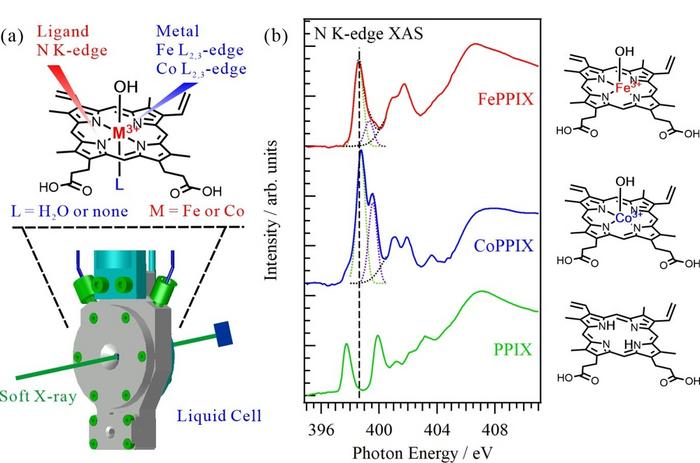 (a) Schematic of the liquid cell for XAS analysis of metal porphyrin complexes in aqueous solutions. XAS spectra of the central metals were obtained at the Fe or Co L2,3-edge and those of ligands were obtained at the N K-edge. The hydration of the metal