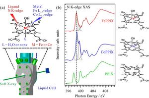 (a) Schematic of the liquid cell for XAS analysis of metal porphyrin complexes in aqueous solutions. XAS spectra of the central metals were obtained at the Fe or Co L2,3-edge and those of ligands were obtained at the N K-edge. The hydration of the metal