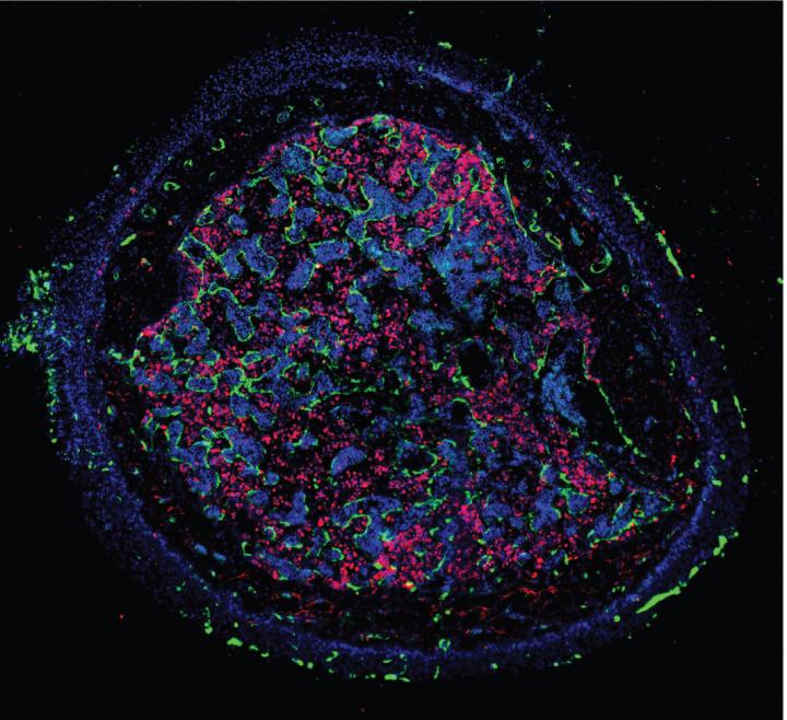 Bone Marrow Vascular Network and Hematopoietic Production