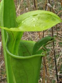American Green Treefrog in a Carnivorous Green Pitcher Plant