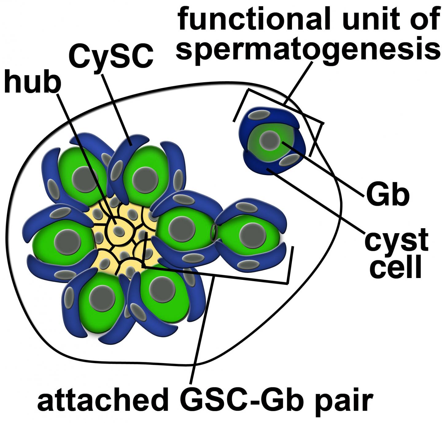 The Fruitfly Testis Niche