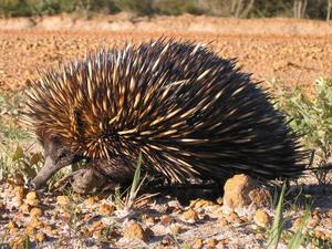 An Echidna