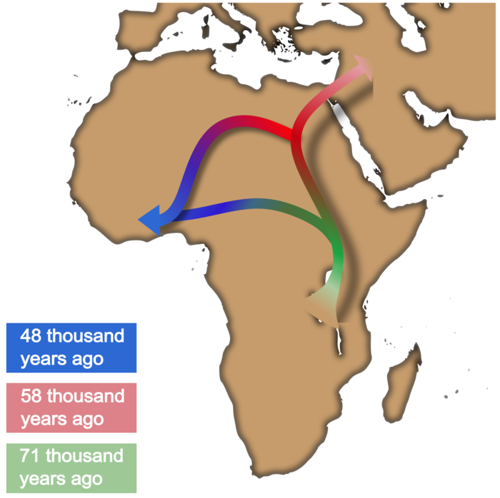 Artificial Intelligence Suggests a New Narrative for the Out of Africa Process