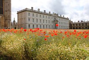 Wildflower meadow at King's College, Cambridge