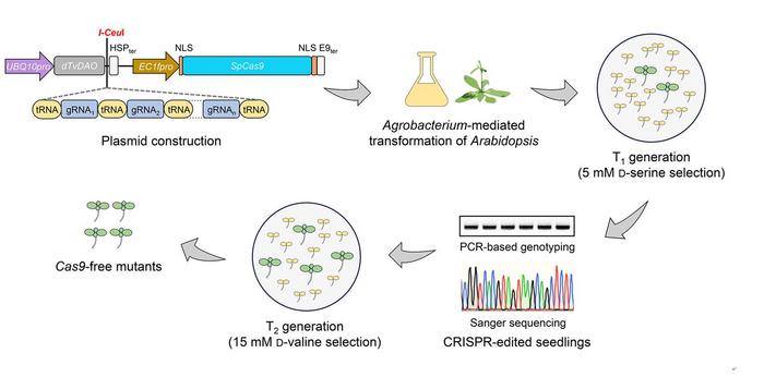 Screening CRISPR-edited and Cas9-free Arabidopsis mutant alleles via the TvDAO-based selection system