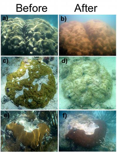 Coral Damage -- Before and After