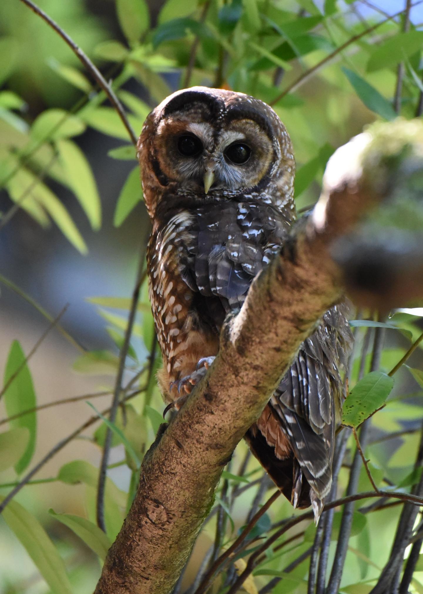 An Adult Northern Spotted Owl