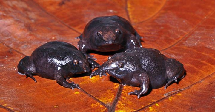 Rapid Transformation Turns Clinging Tadpoles into Digging Adult Frogs (1 of 2)