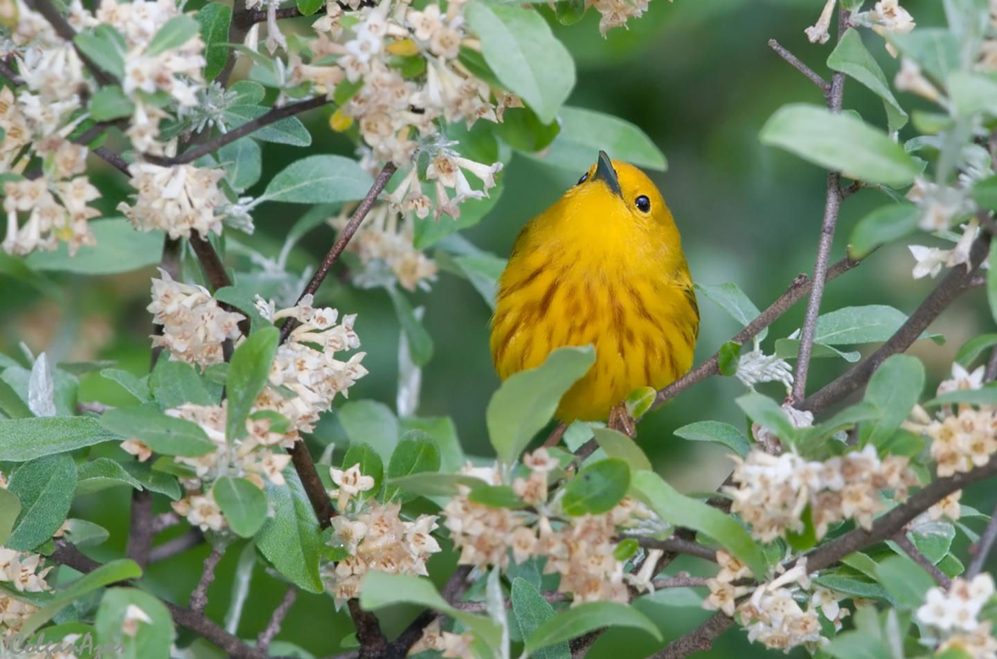 Yellow Warbler