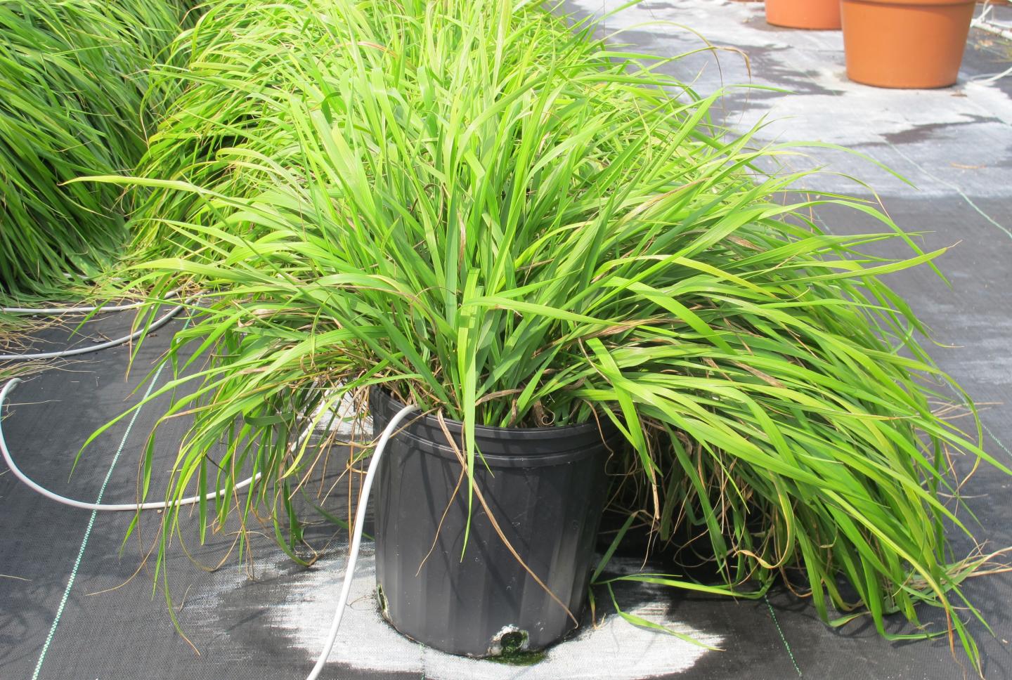 Mosquito-Repelling Chemicals Identified in Traditional Sweetgrass