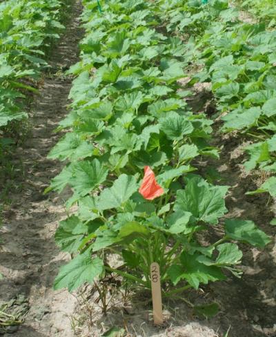 Impact of Pelargonic Acid for Weed Control in Yellow Squash