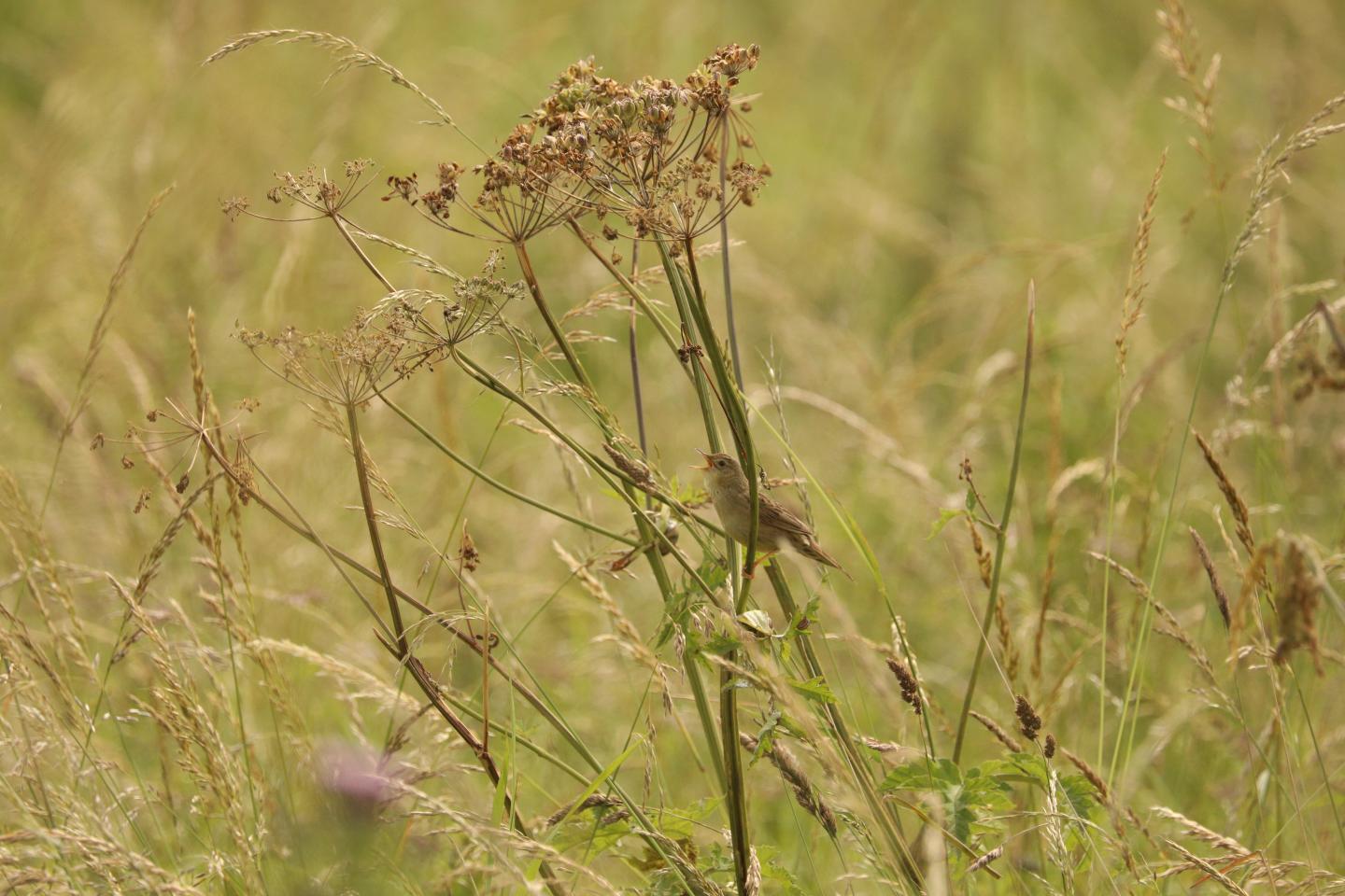 UK_Grasshopper_warbler_Steve_Willis