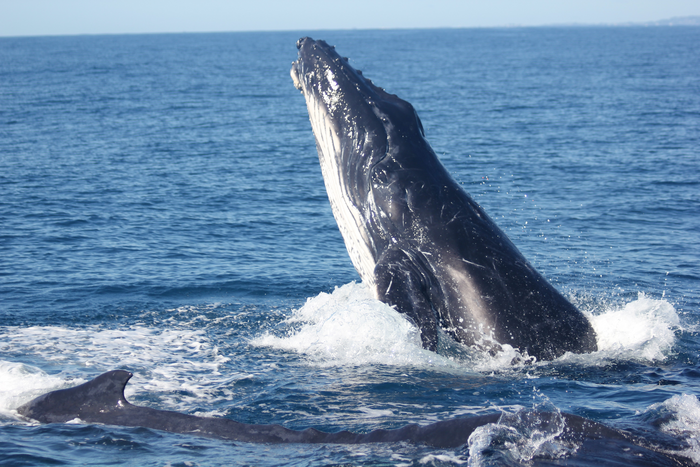 Whale breaching