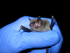 The little brown myotis