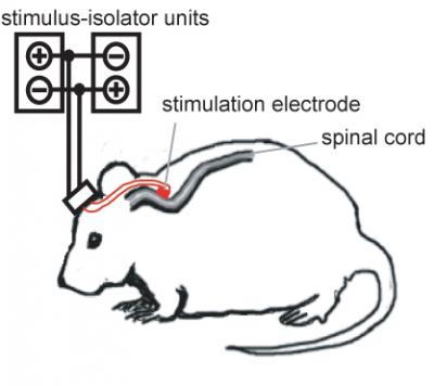 Spinal Cord Treatment for Parkinson's Tested on Rats (1 of 3)