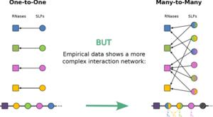 A shift of paradigm in the molecular recognition model: from one-to –one (left) into many-to-many (right).