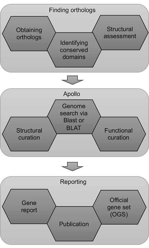 Genome Annotation Workflow