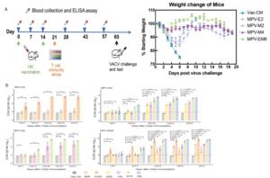 mRNA vaccines induced robust IgG antibody responses in mice and protected mice from lethal dose VACV challenge