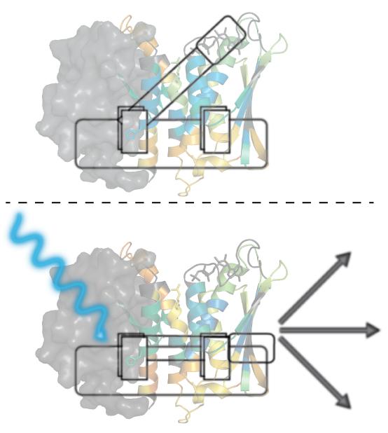 Blue-Light Signaling of <i>E. littorals</i> Bacteria