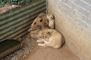 Lions on a commercial lion farm in South Africa