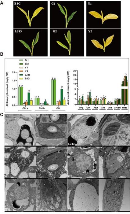 Analysis of cell ultrastructur [IMAGE] | EurekAlert! Science News Releases