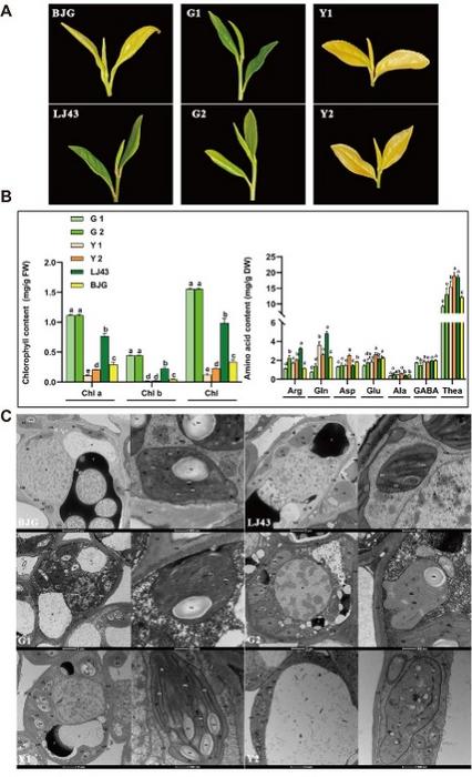 Analysis of cell ultrastructure and metabolites among FAAs segregating offspring and their parents.