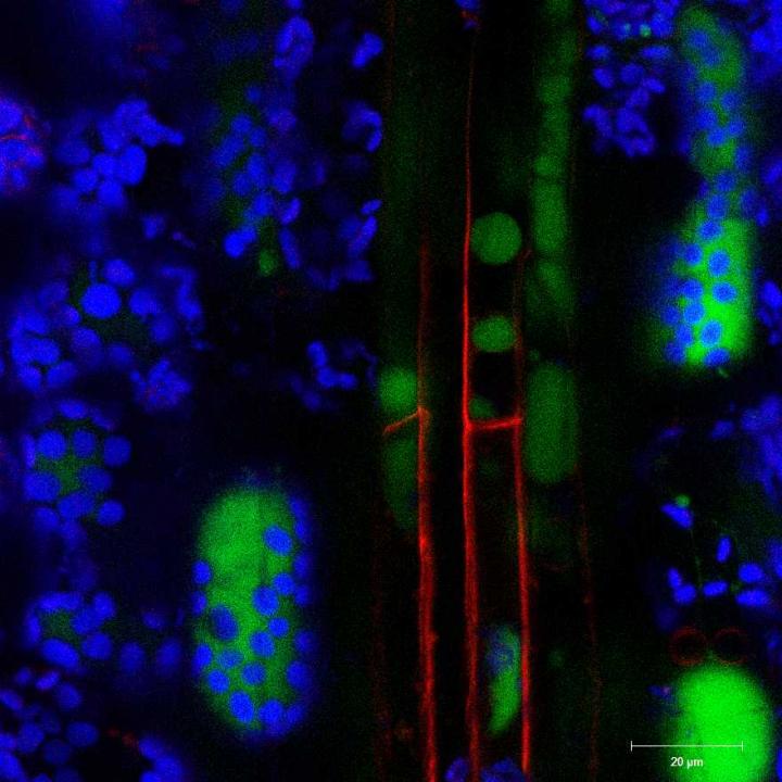 Antifungal RNA Spray Could Help Fight Barley Crop Disease