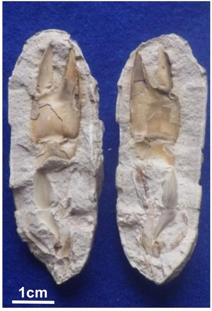 Fossil-Containing Spherical Concretion