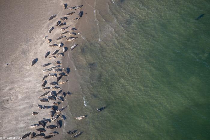 Grey seals in the Dutch Wadden Sea.