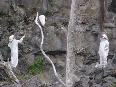 Ecologists Capture Returning Foragers