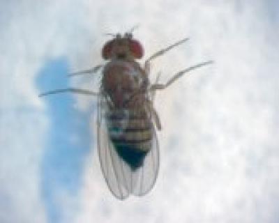 Drosophila