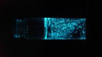 Bioluminescence <em>L. Polyedra</em>