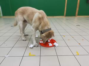 Dog doing behavioural test