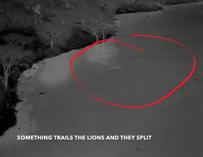 Aerial heat detection of Jacob and Tibu being stalked crossing the river. Credit: Alexander Braczkowski