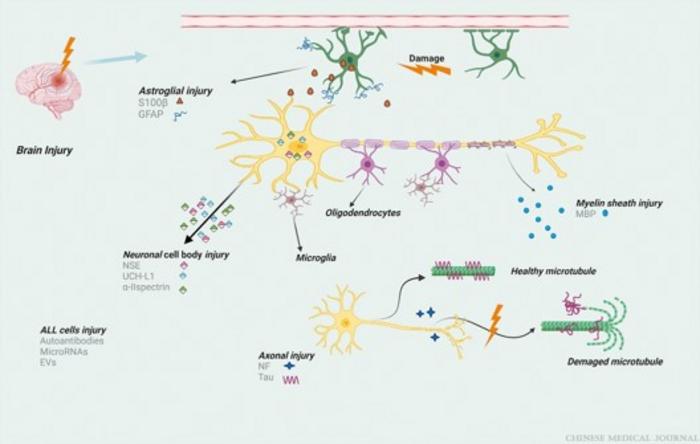 Biomarkers associated with brain injury