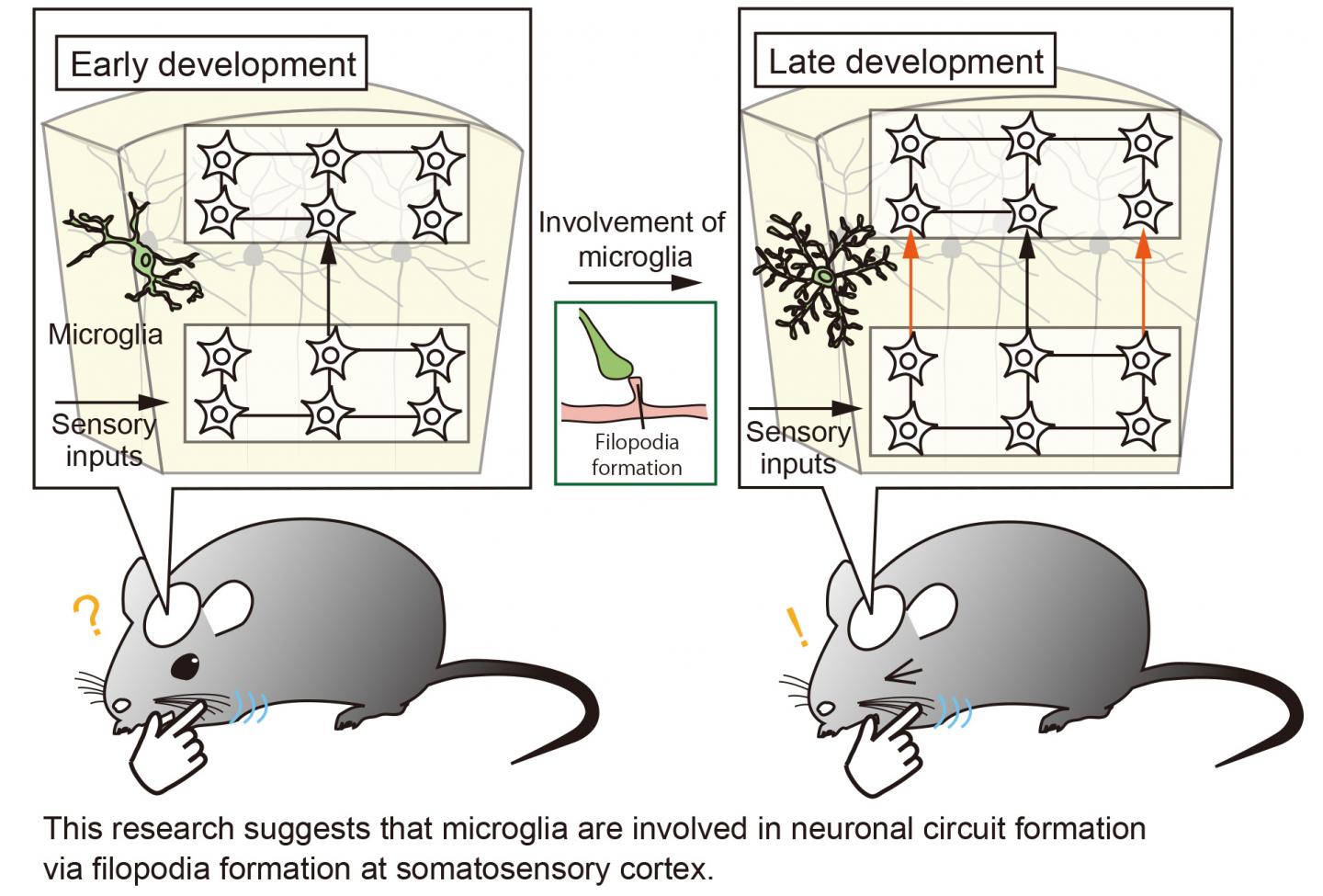 Microglia are Involved in Neuronal Circuit Formation