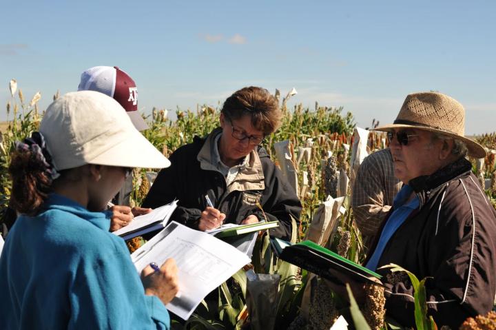Mentoring with Sorghum