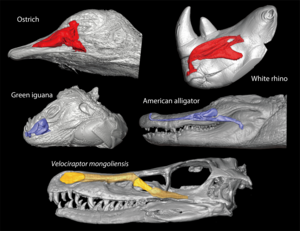 Three-dimensional reconstructions of the nasal cavities of living tetrapods and the main airway in the nose of the theropod dinosaur Velociraptor mongoliensis