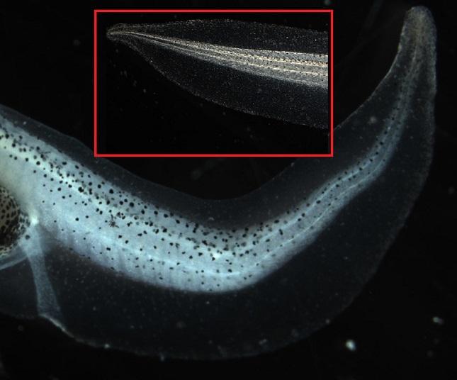 Embryonic Brain Role