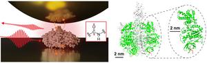 Single protein infrared vibrational spectroscopy