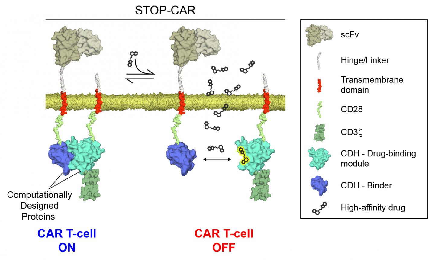 The Modified T Cells Can Be Switched off on Command