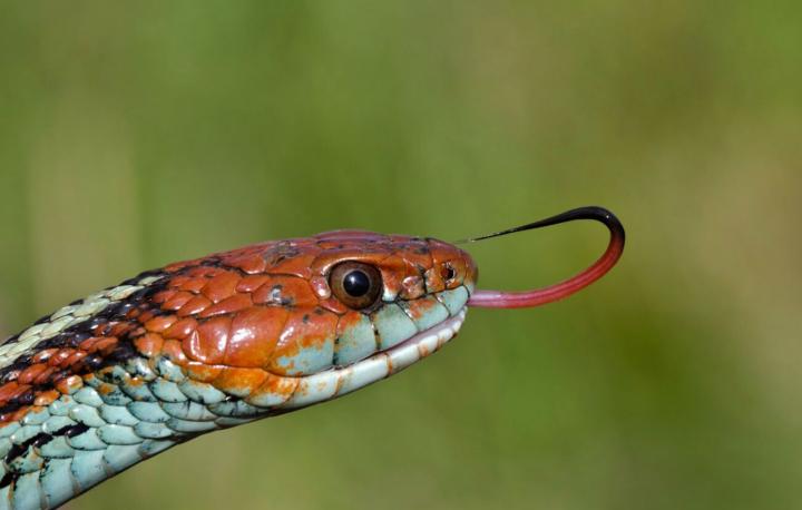 San Francisco Garter Snake