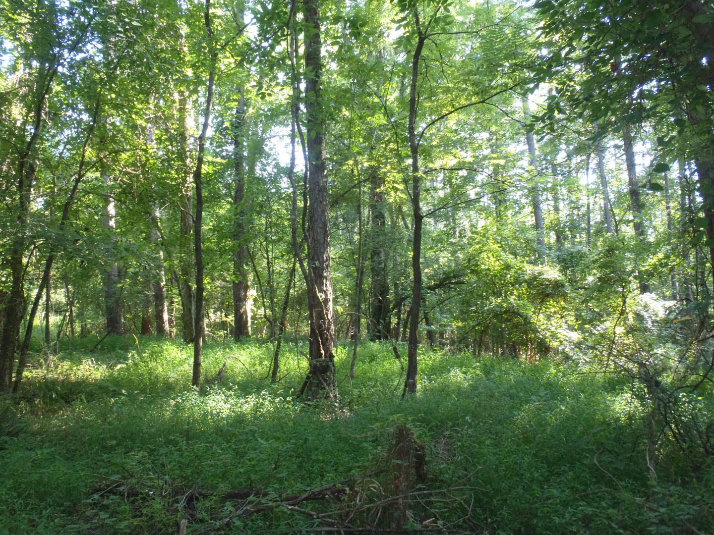 Invasive Grass Fills Understory in Hardwood Forest